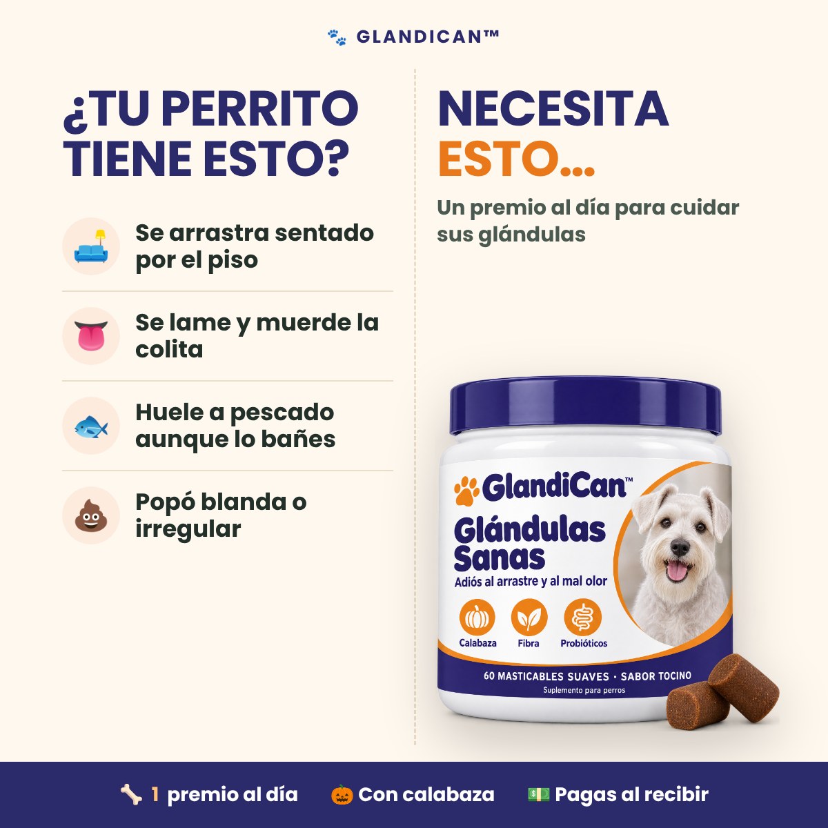 ¿Tu perrito se arrastra por el piso? GlandiCan